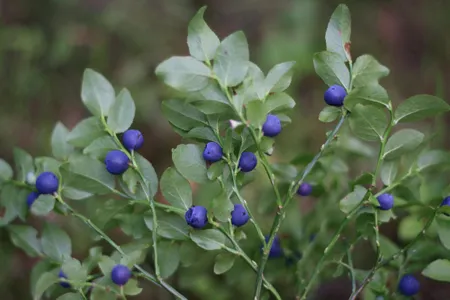 Wild Bilberry.