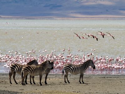 Lake Magadi, a carbonate-rich lake in Kenya, has a bed made of volcanic rock and salty water rich in microbes.