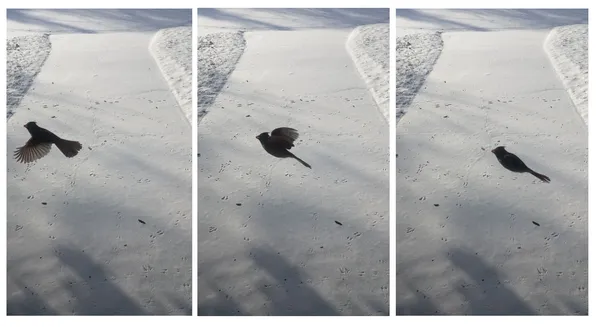 Bird In Motion thumbnail