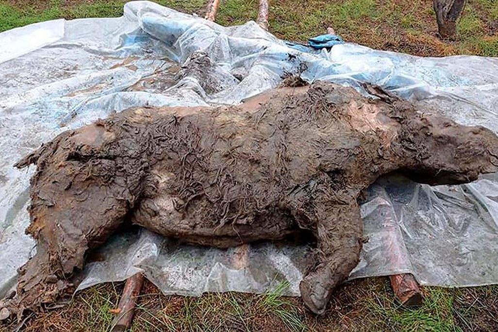 Horizontal image of the woolly rhino's full body
