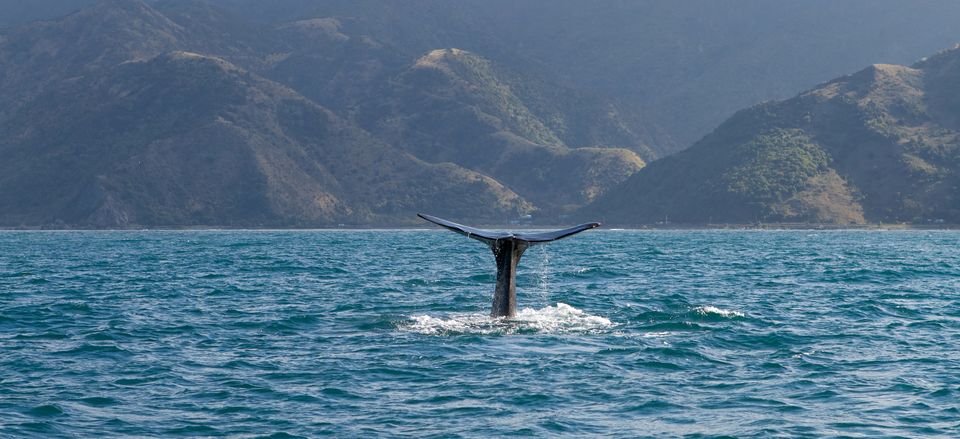  Sperm whale in the bay near Kaikoura 