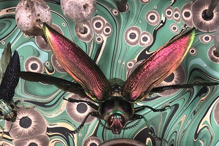 Insects become part of beautiful patterns reminiscent of domestic textiles and wallpaper in the work of installation artist Jennifer Angus.