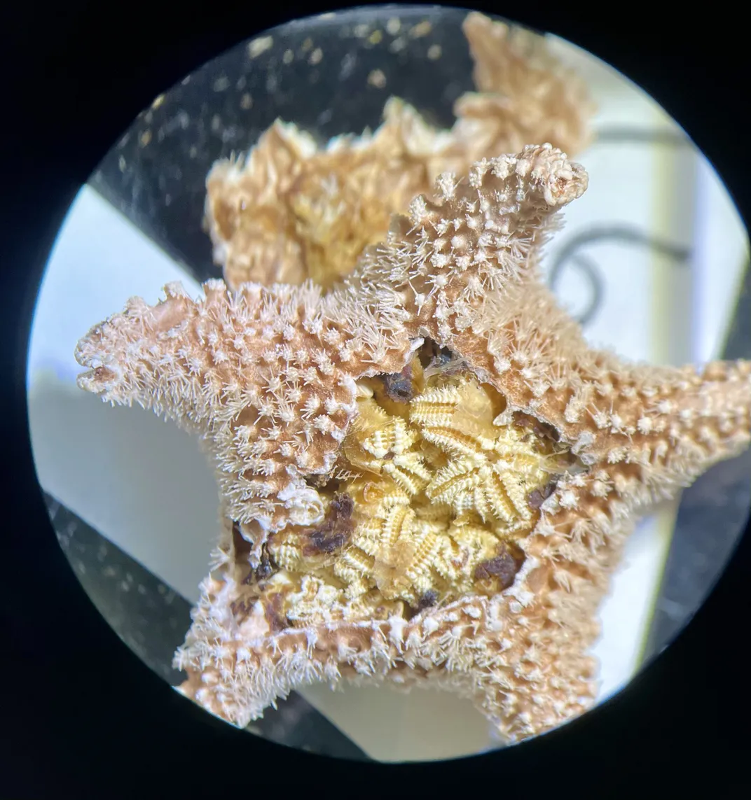 Sea stars  Discover Animals