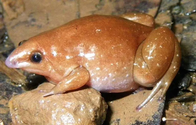 The zombie frog is orange with an almost beak-like nose