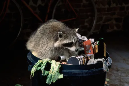You'd expect to see a raccoon snuffling around at midnight. A sun bear, not so much.