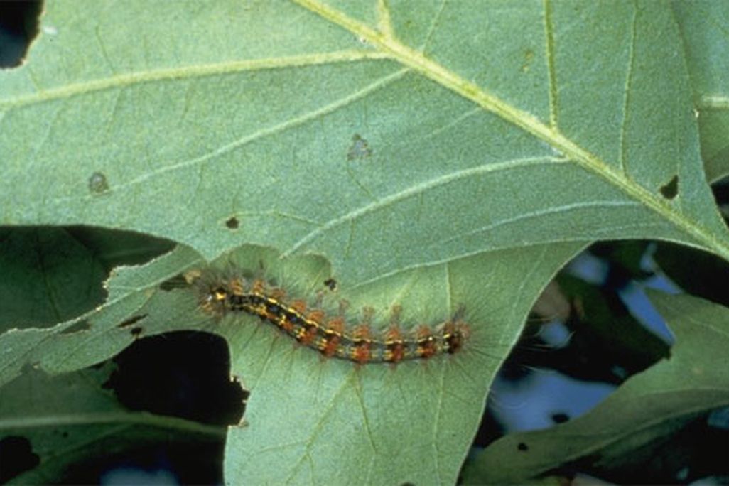 gypsy_larva.jpg