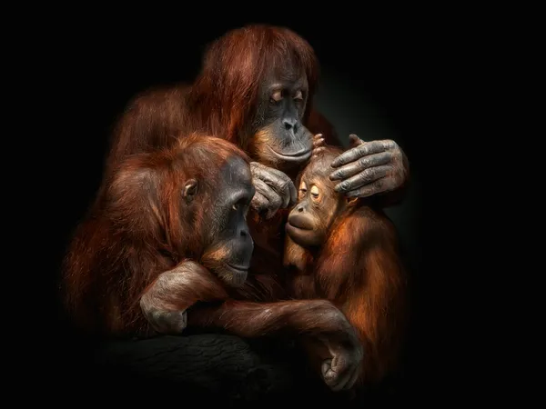 Sumatran orangutan family thumbnail