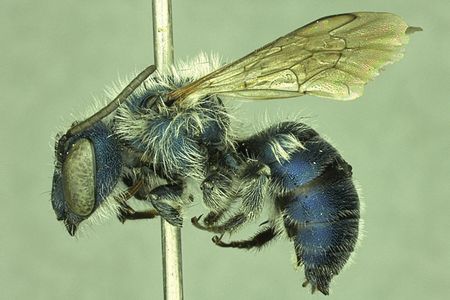 Paratype of Florida's rare blue calamintha bee (male)
