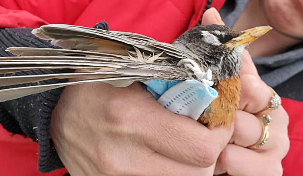 An image of a person holding an American Robin in their hands. The bird has a mask wrapped around its wing.