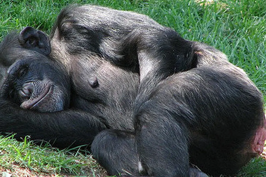 Sometimes sleeping on the ground is cooler and more comfortable for chimpanzees.