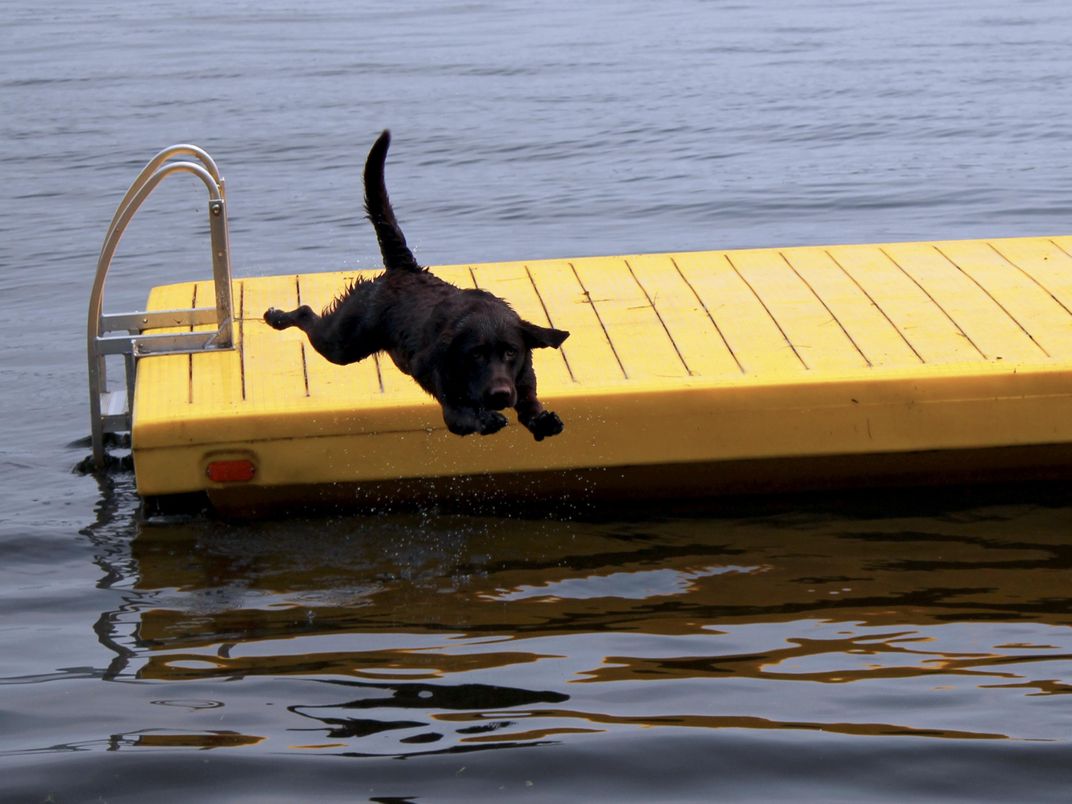 Our chocolate labrador loves to swim in the summertime up at our cabin ...