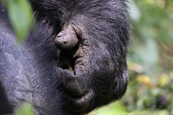 Gorilla Hands - Bwindi Impenetrable Forest thumbnail