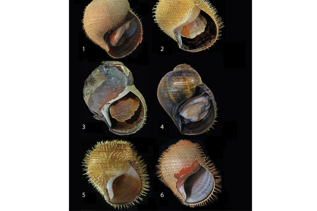 Punked out Snails