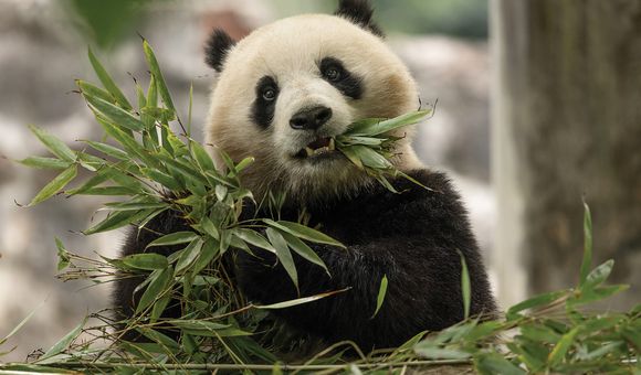 a giant panda eating bamboo