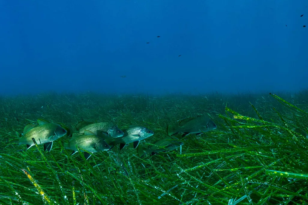 Seagrass