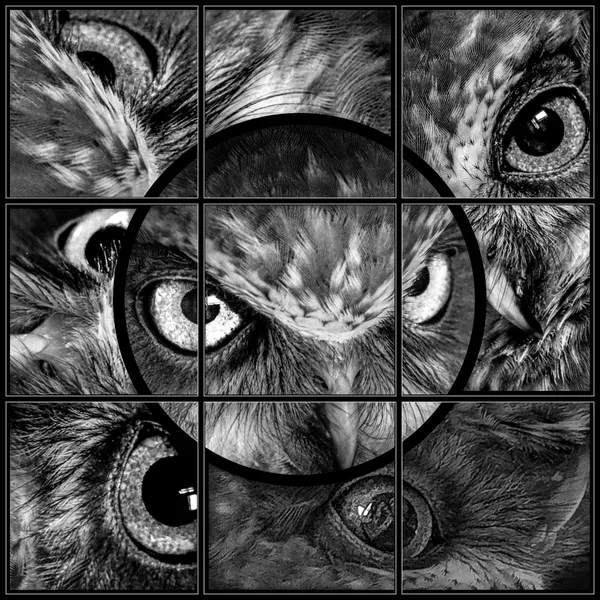 Ruru -The Watched Guardian thumbnail