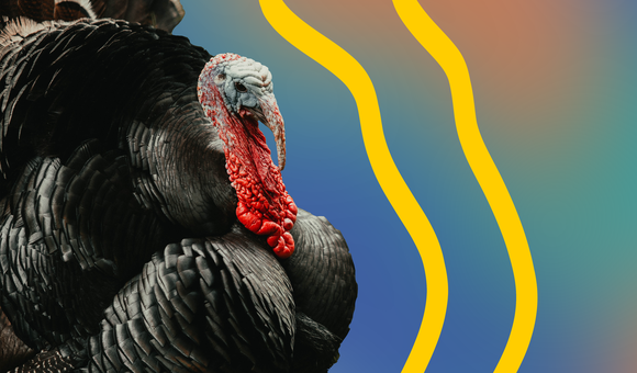 turkey.png