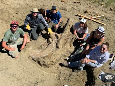 Paleontologist David Schmidt (left) and a crew of student volunteers worked together to find and excavate a huge Triceratops skull in South Dakota.