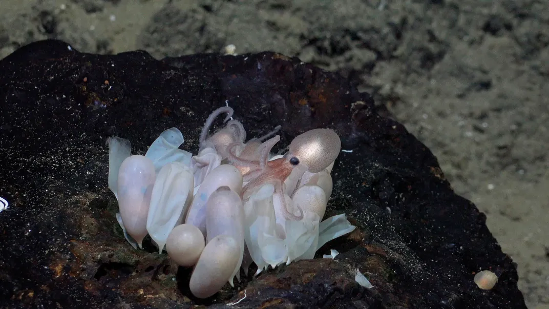 a close-up on a nest of octopus eggs, with one small octopus breaking out and beginning to swim