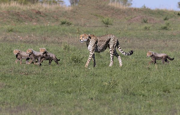 Survival ,Cheetah mother with four cubs thumbnail