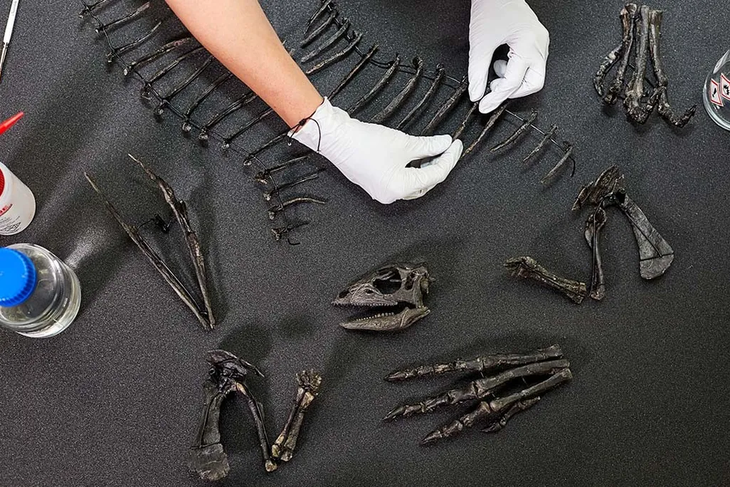 Overhead view of dinosaur skeleton being conserved by gloved hands