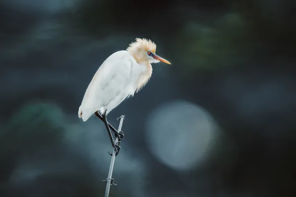 lonely egret thumbnail