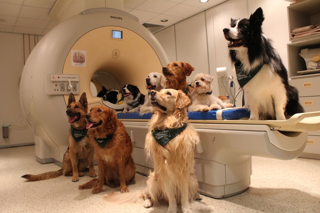 Dogs and MRI
