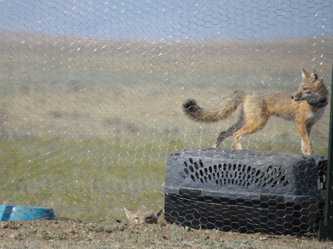 Two small swift foxes inside their soft-release pen at Fort Belknap Indian Reservation. The fox on the right stands on a small crate and is wearing its GPS collar. The fox on the left pokes its head out of a burrow in the ground.