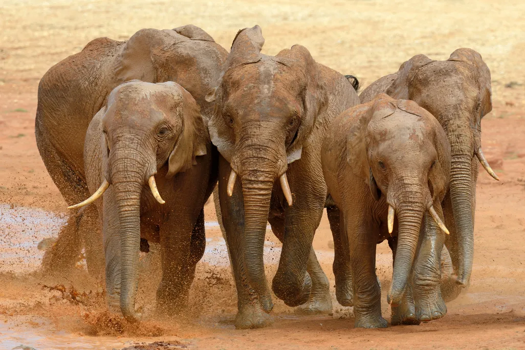 a group of elephants running