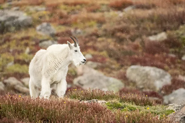 A mountain goat stands on the fall tundra as snowflakes fall around it. thumbnail