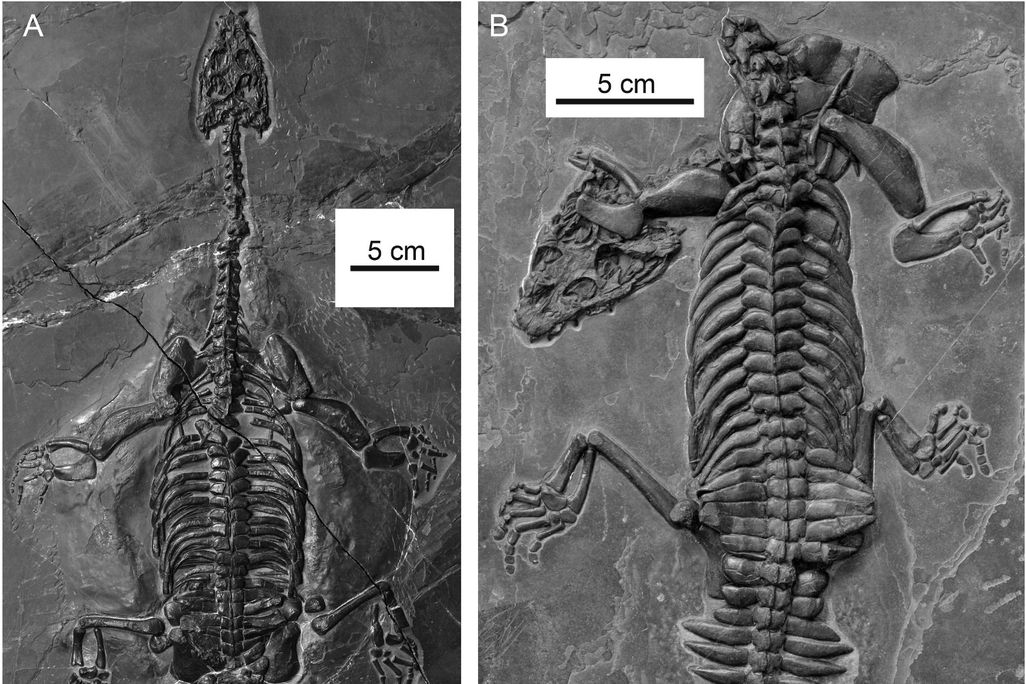 Two photos of the two fossils are next to each other. The fossils show the skeletal imprints of the two newly discovered reptiles in gray stone. 