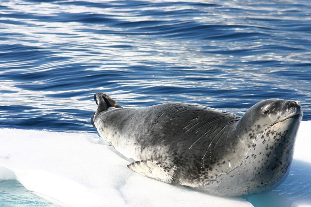 Leopard seal in Antarctica