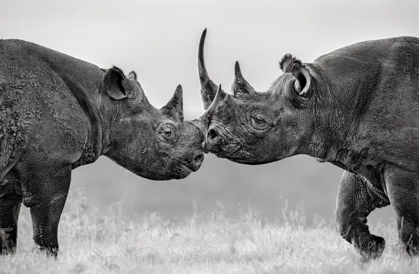 Better Together: 2 rare and solitary black rhinos great each other thumbnail