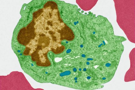 Mutations in mitochondria (marked in blue) can lead to serious genetic diseases.