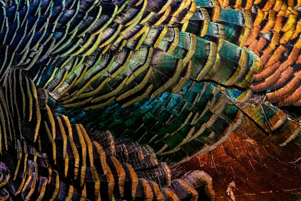 Turkeys are not particularly famous for their beautiful appearance, and the same goes for the species native to the Yucatán Peninsula, the ocellated turkey. However, their plumage is all the more impressive; at the right angle, it shimmers in a multitude of colors. The pattern itself, reminiscent of the scale-like coat of a fish, immediately fascinated me. Among the deeply hidden Maya ruins of Calakmul in the jungle close to the Guatemalan border, a group of Ocellated Turkeys allowed me to get closer, enabling me to take even close-up photos.