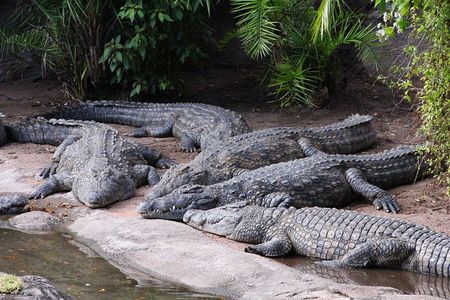 Crocodiles sun themselves at Disney's Animal Kingdom in Buena Vista, Florida in 2012.