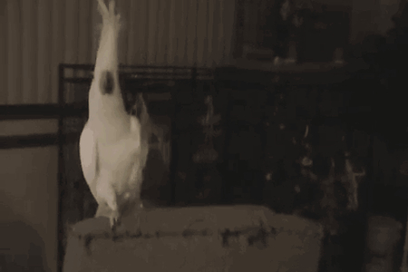 Let me see you shake your tail feathers.