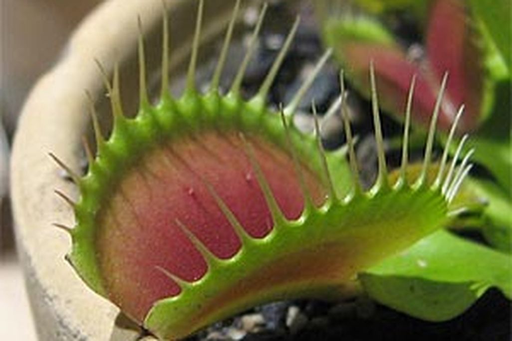 20110520085959flytrap.jpg