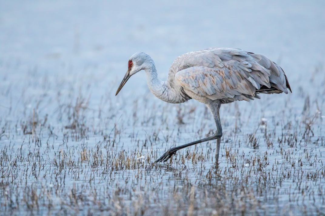 Sandhill Crane Feeding at Dusk | Smithsonian Photo Contest ...