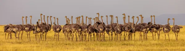 Flock of ostriches in the Serengeti thumbnail