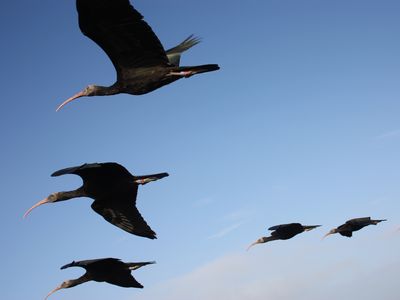 Northern bald ibises in a classic flying "V" formation.