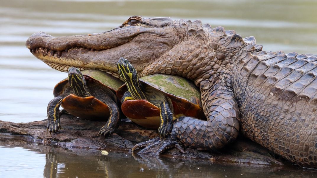 Molly and the Turtles | Smithsonian Photo Contest | Smithsonian Magazine