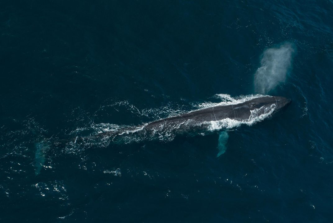 Blue Whales Sing All Day When They Migrate and All Night When ...
