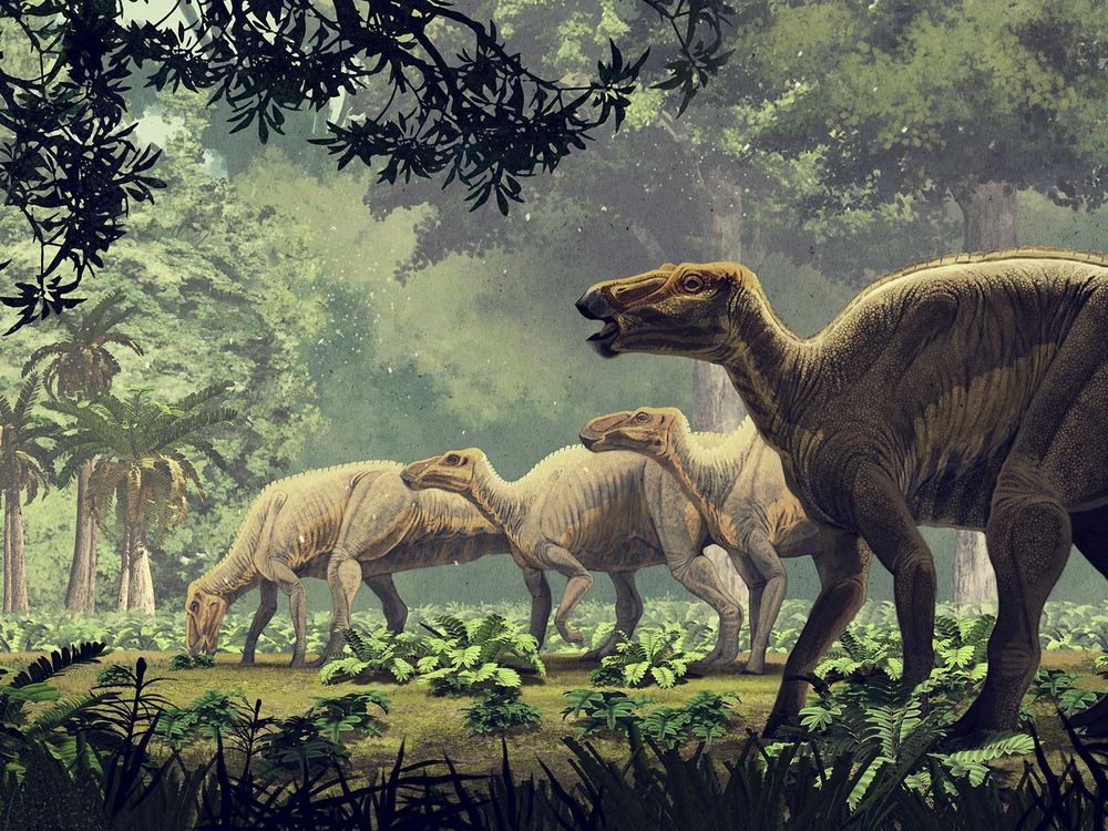 Edmontosaurus Dinosaurs Grazing in a Forest