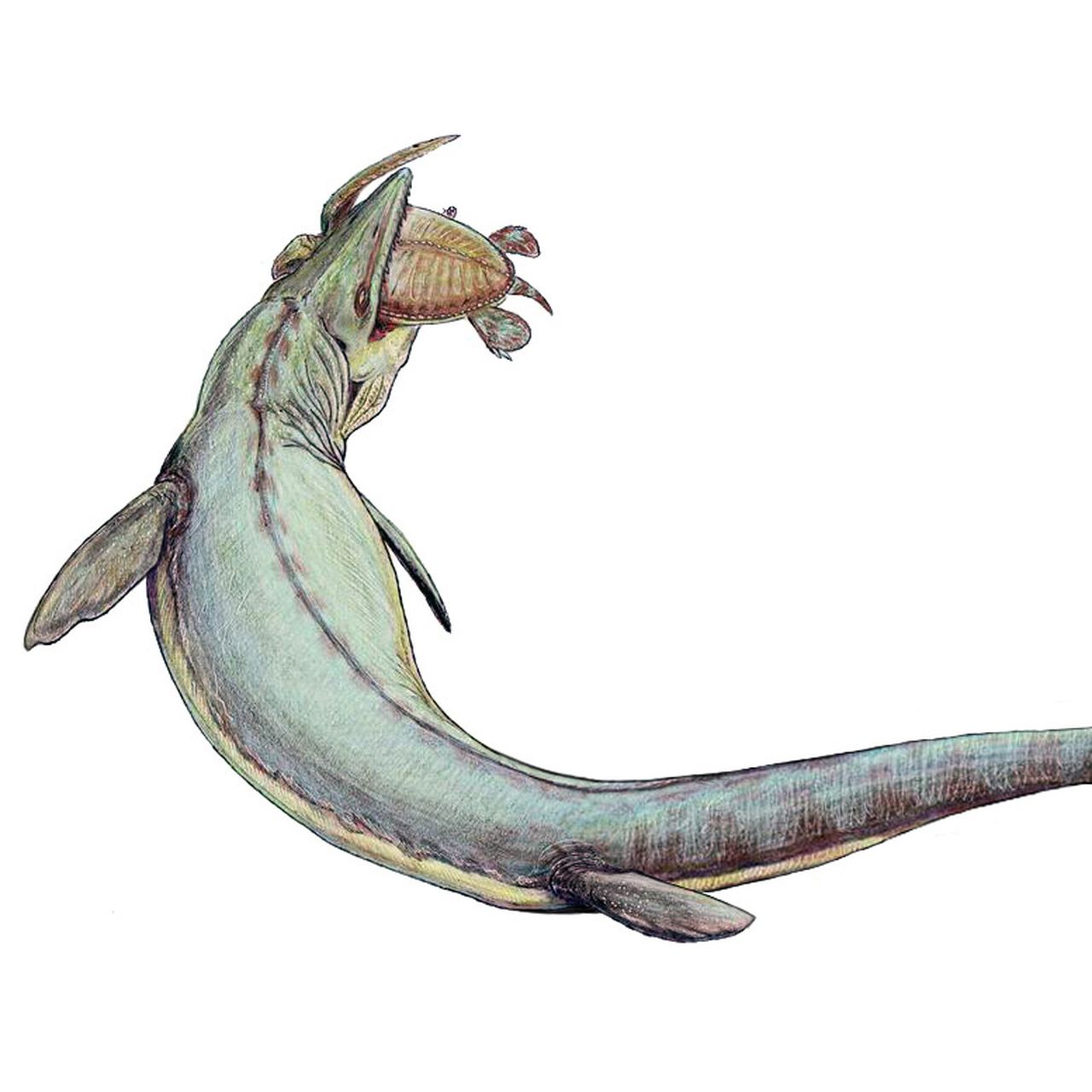 Sea Dinosaurs Mosasaurus