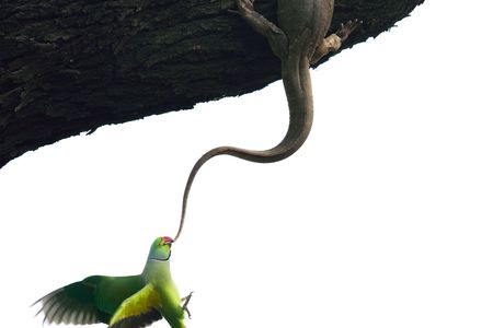 Eviction attempt. Winner, birds. Ganesh H. Shankar, India. Indian rose parakeets try to remove a monitor lizard from their nesting hole in India’s Keoladeo National Park 