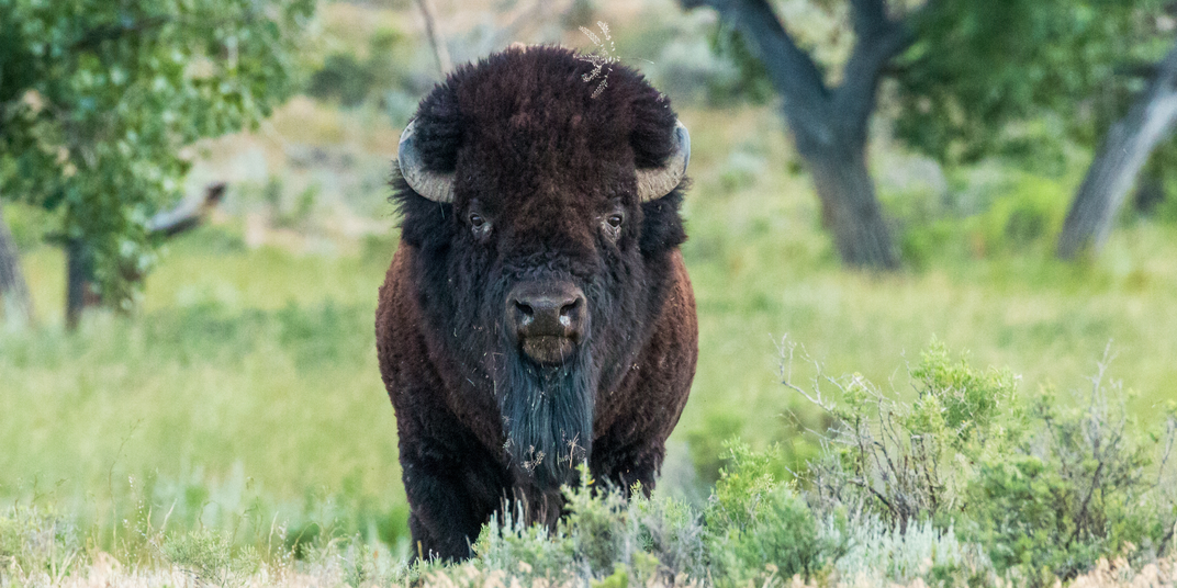 American Bison