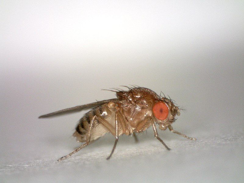 Fruit Fly