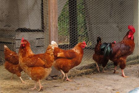 Chickens at a Florida farmhouse museum