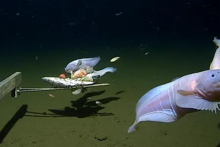 A group of snailfish swims between 7,500 and 8,200 meters below sea level. The deepest fish was filmed at 8,336 meters under the surface.